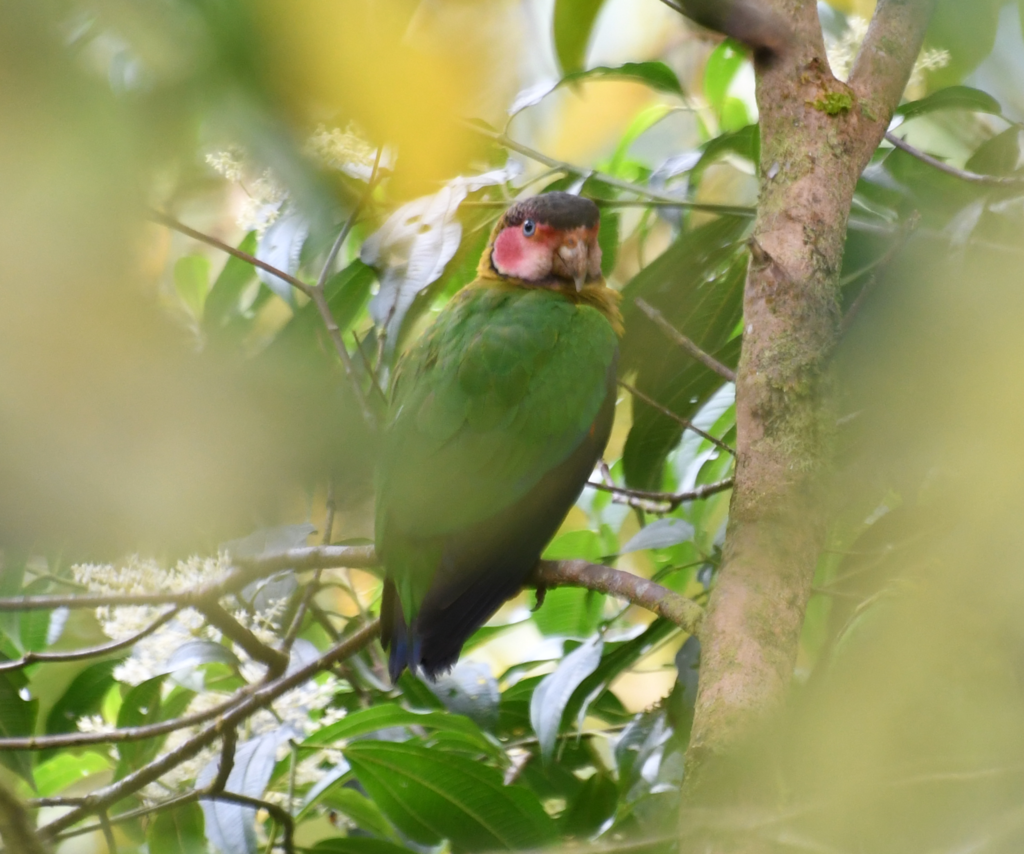 Rose-faced Parrot