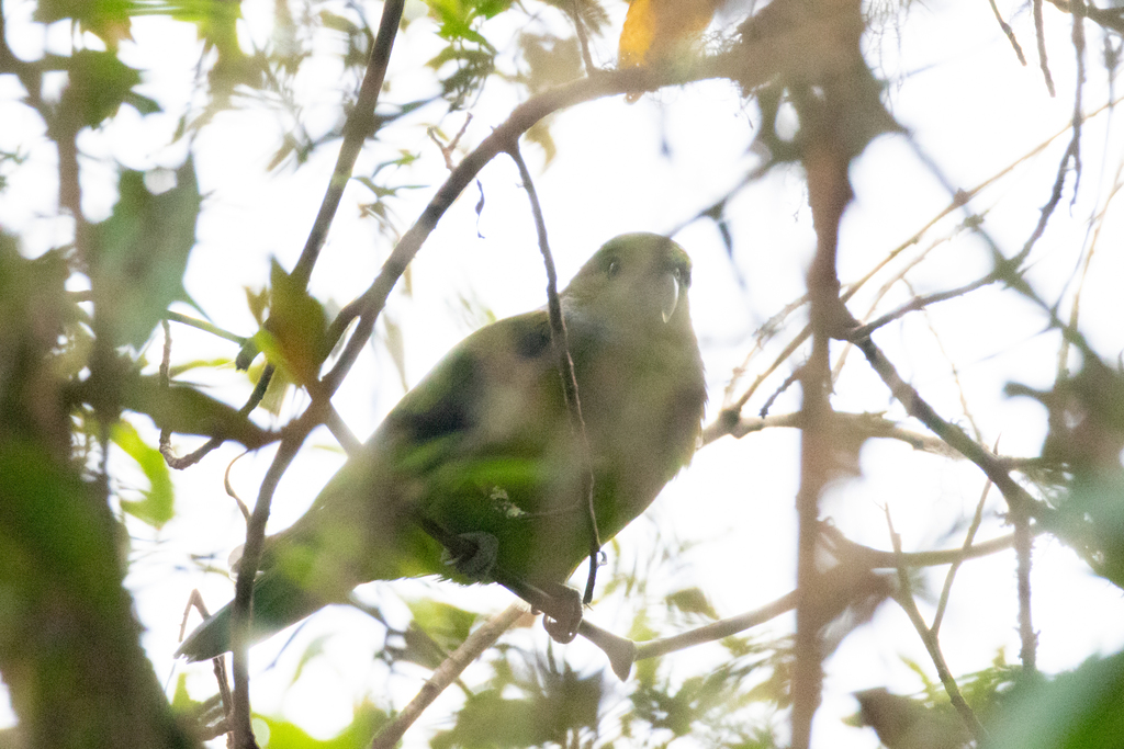 Black-winged Parrot