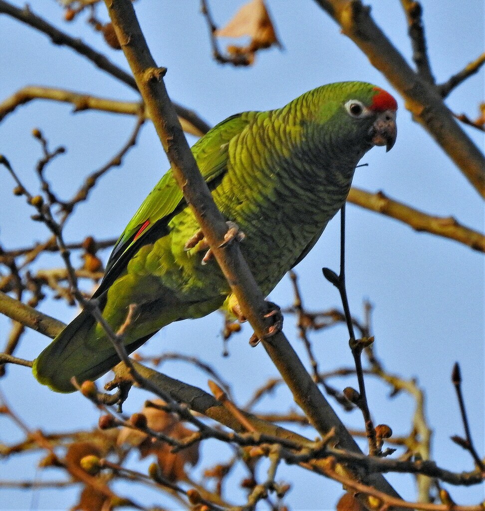 Tucuman Amazon
