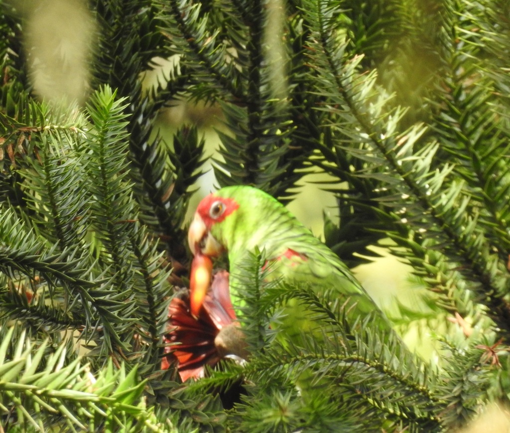 Red-spectacled Amazon