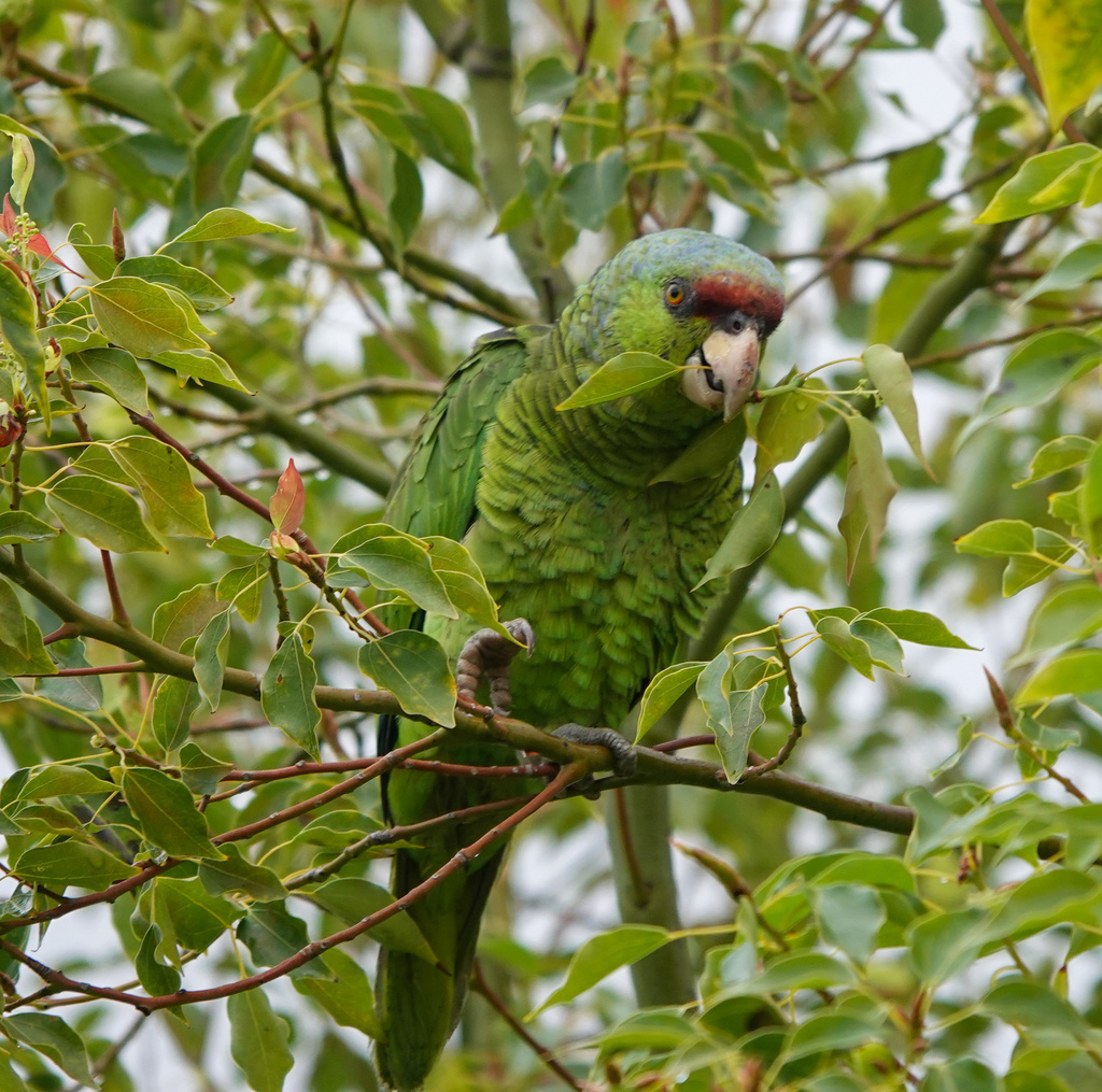 Lilac-crowned Amazon