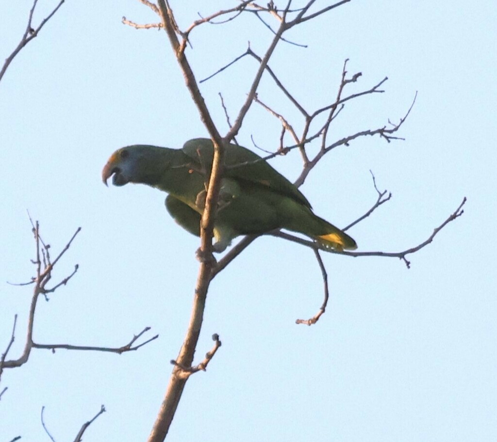Blue-cheeked Amazon
