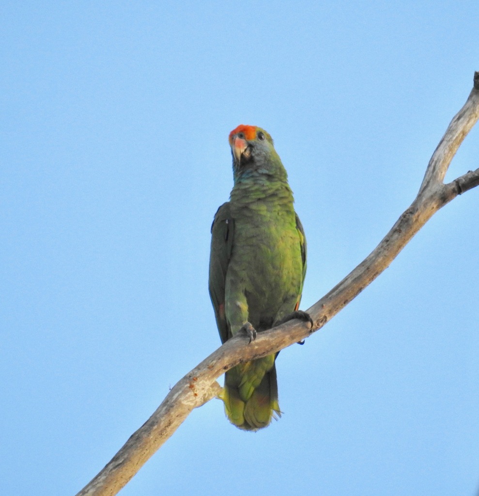 Red-browed Amazon