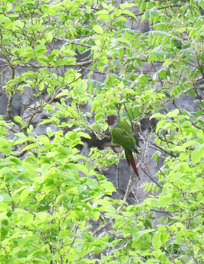 Pfrimer’s Parakeet