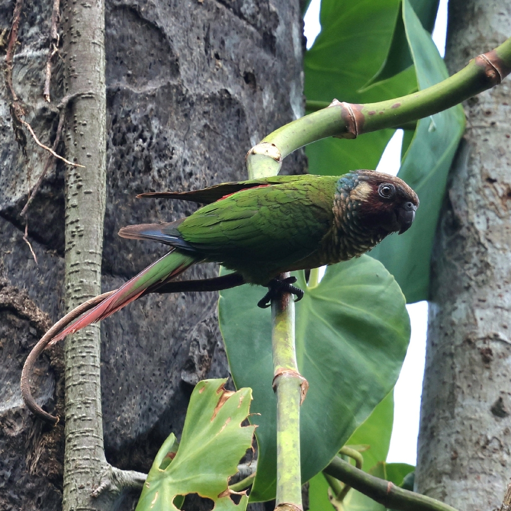 White-eared Parakeet