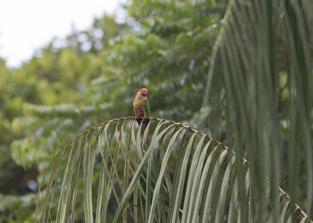 Rose-fronted Parakeet