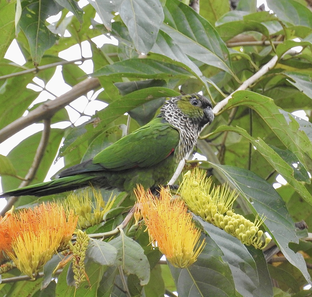 Black-capped Parakeet