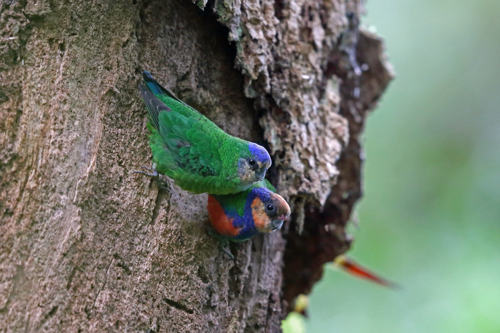 Red-breasted Pygmy Parrot