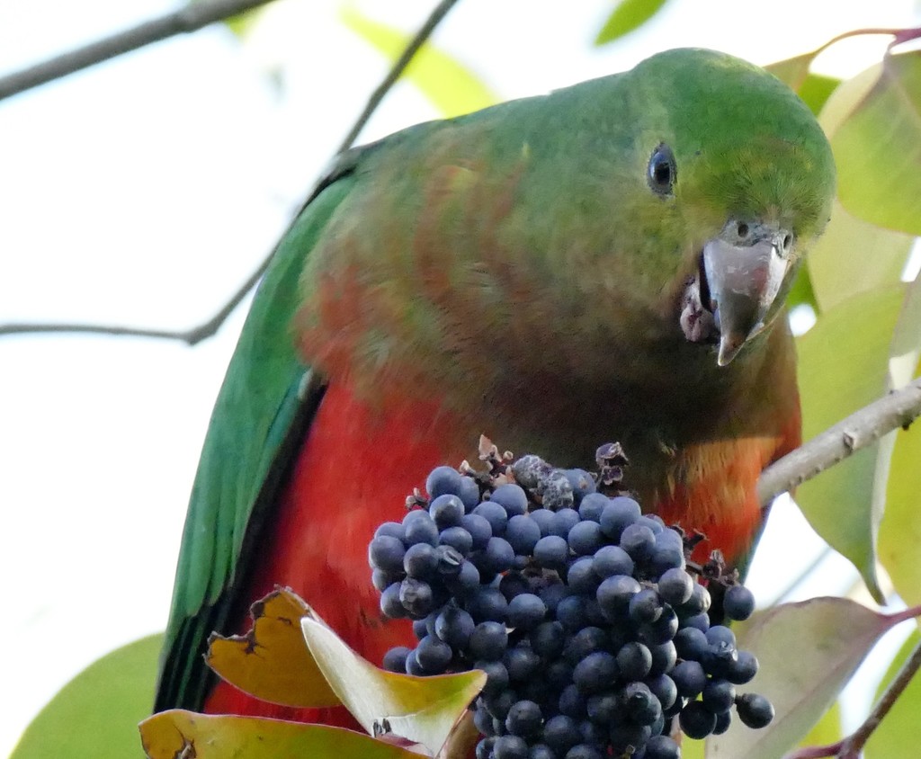 Australian King Parrot