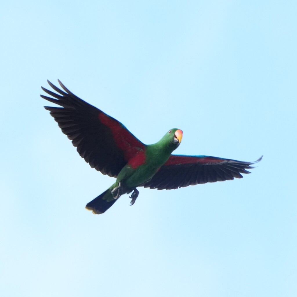 Papuan Eclectus