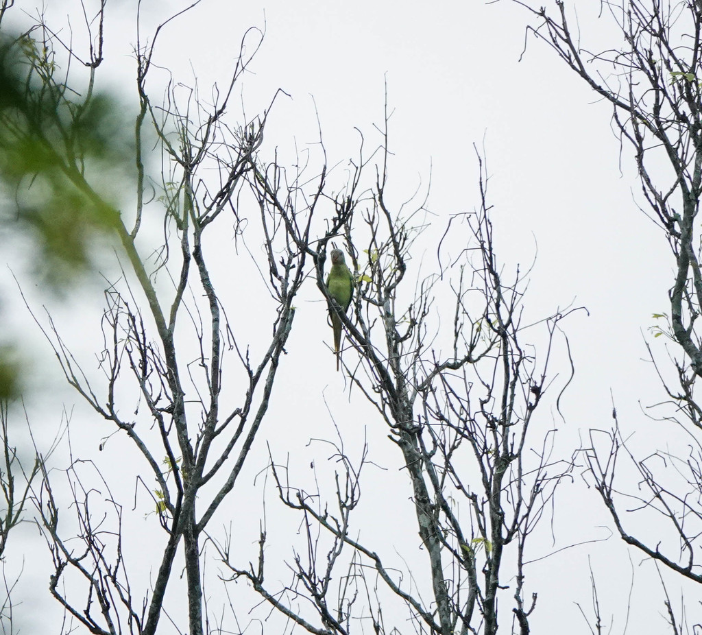 Grey-headed Parakeet