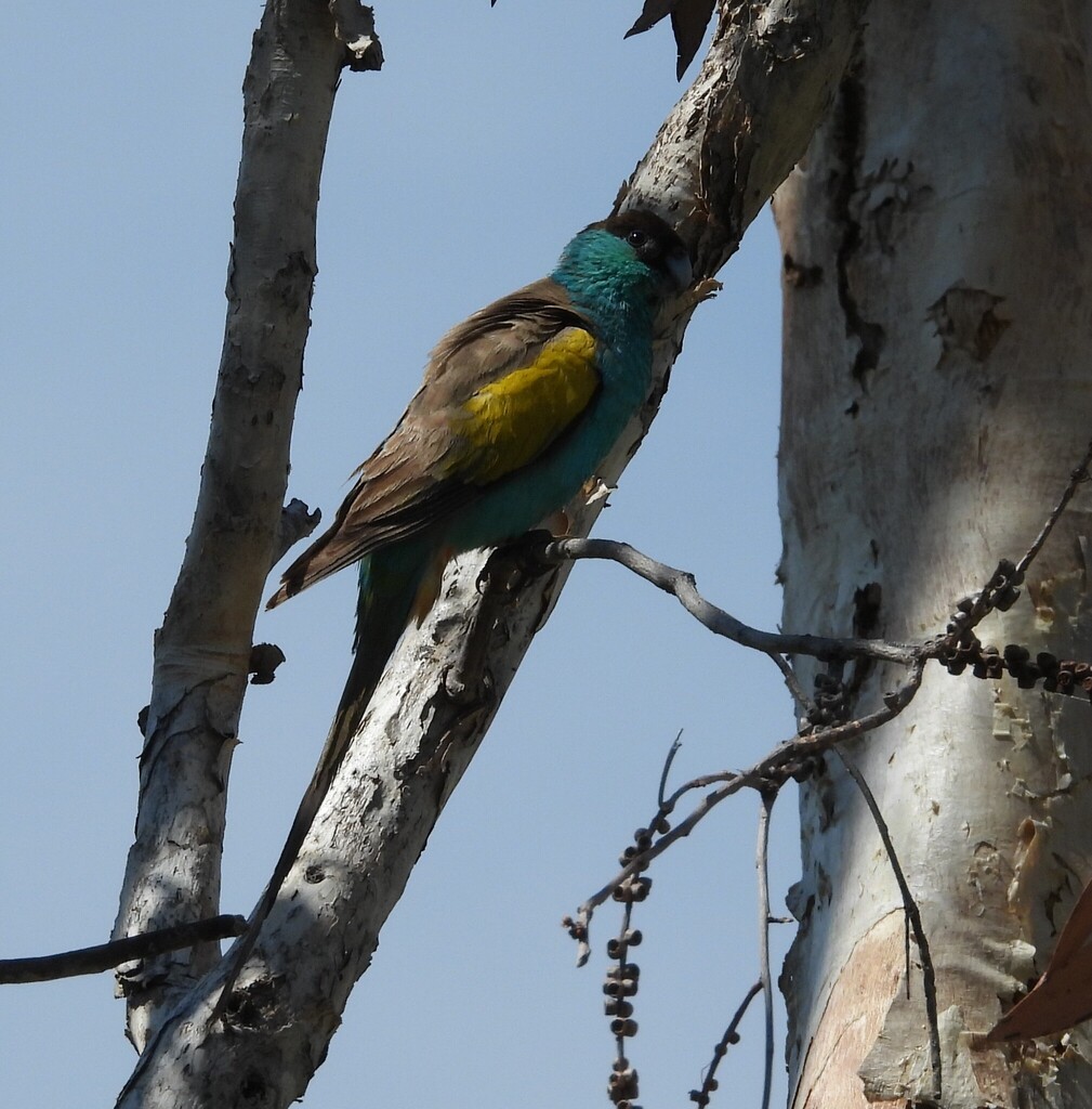 Perico Capirotado