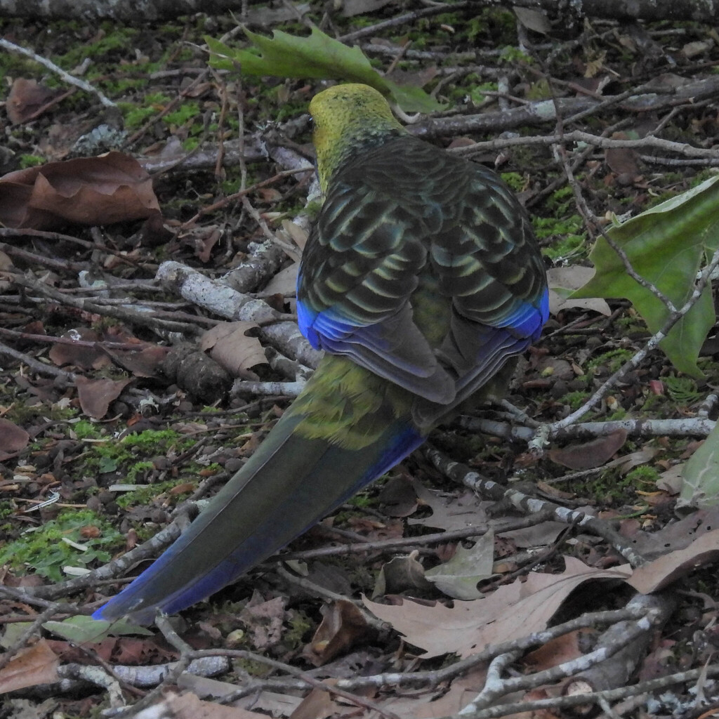 Green Rosella