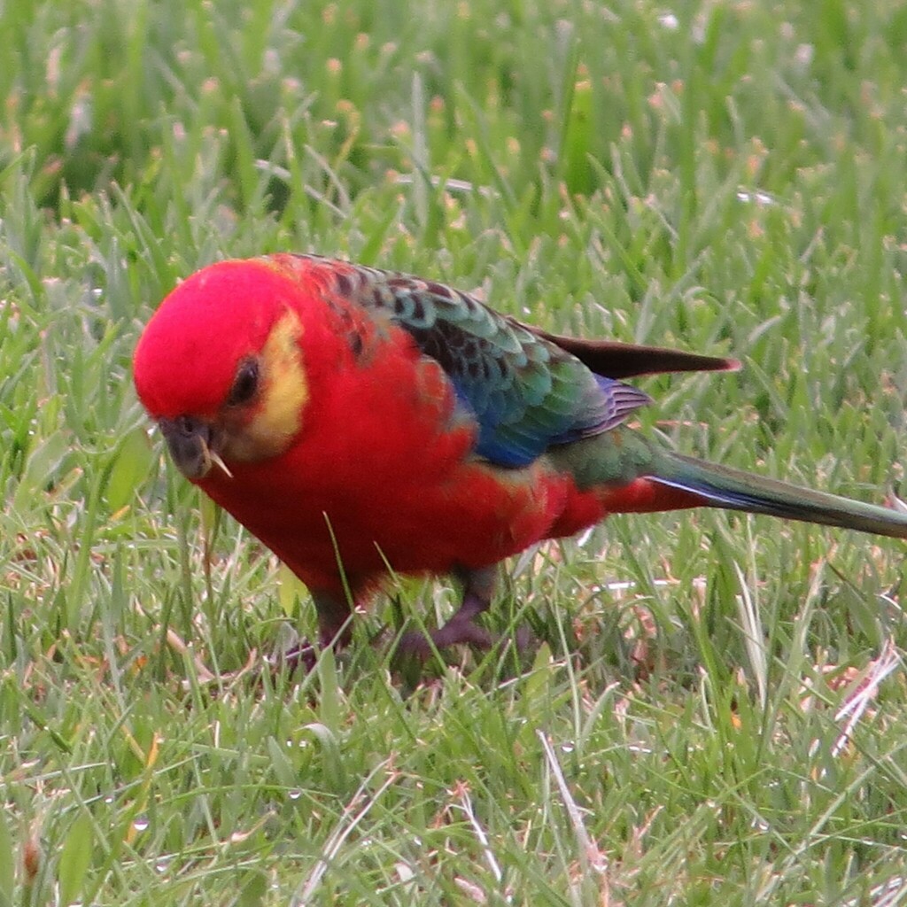 Western Rosella