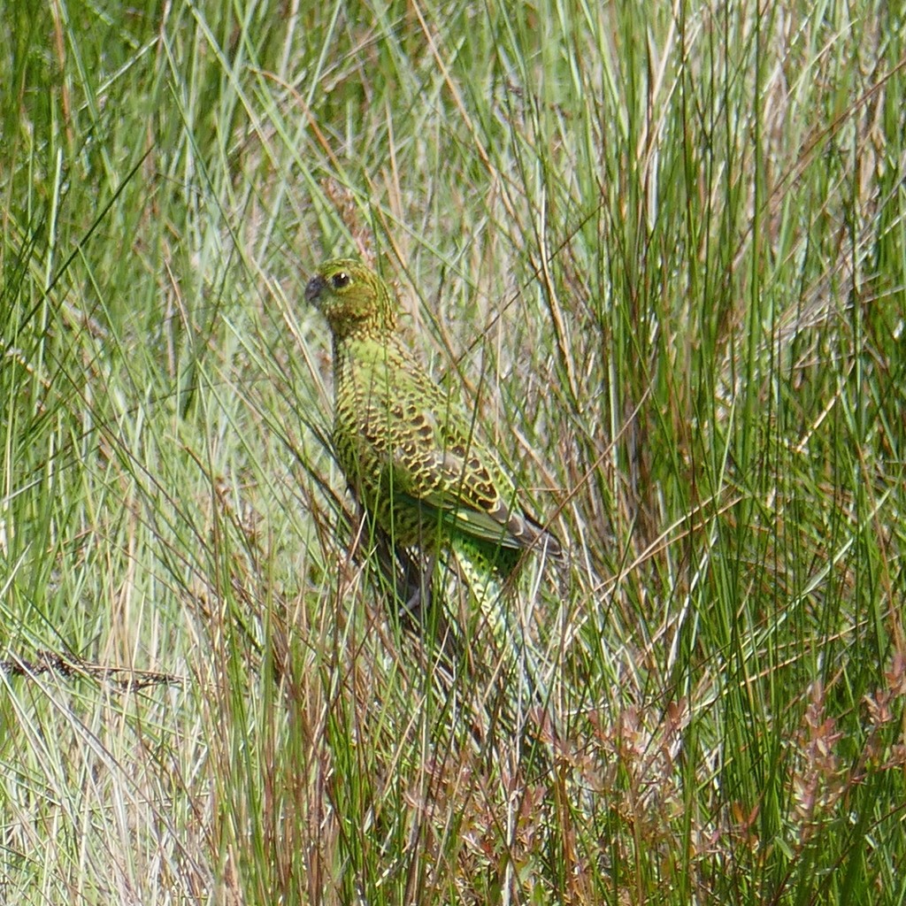 Ground Parrot