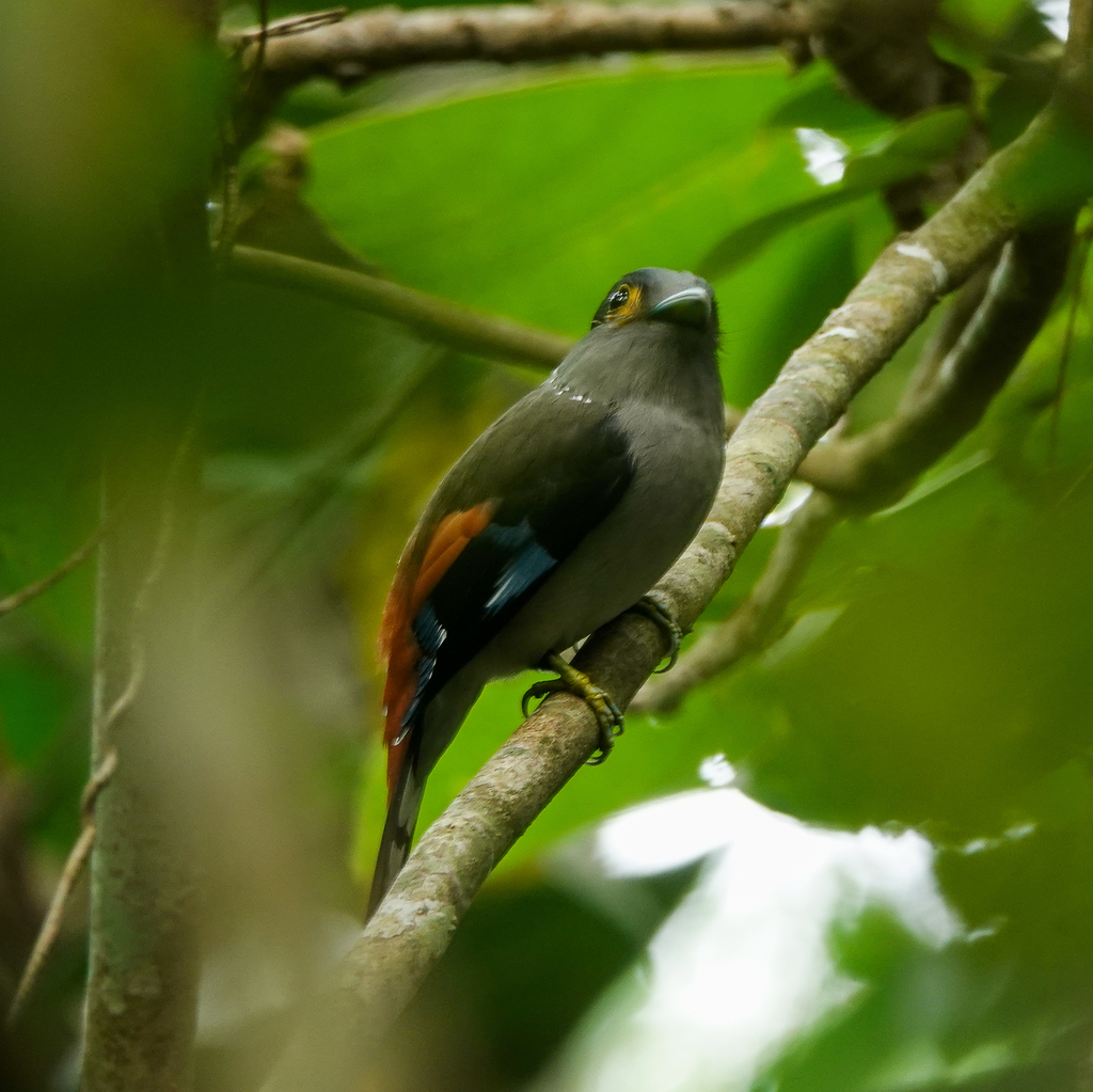 Grey-lored Broadbill