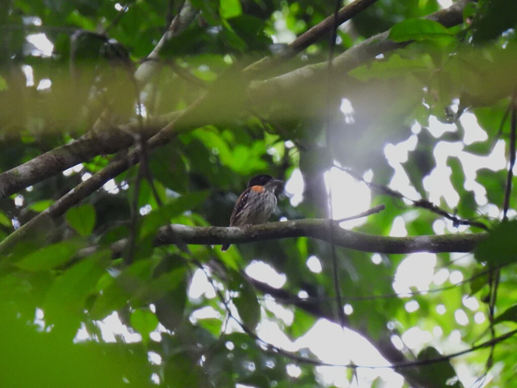 Rufous-sided Broadbill