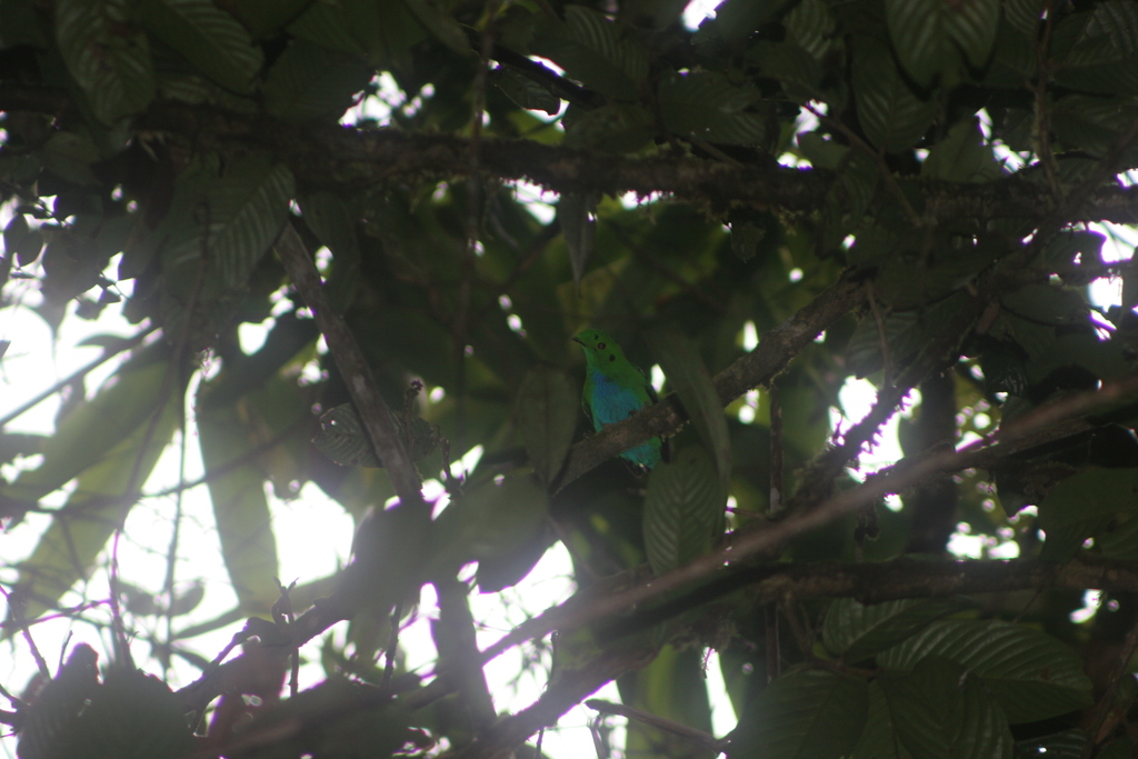 Hose’s Broadbill