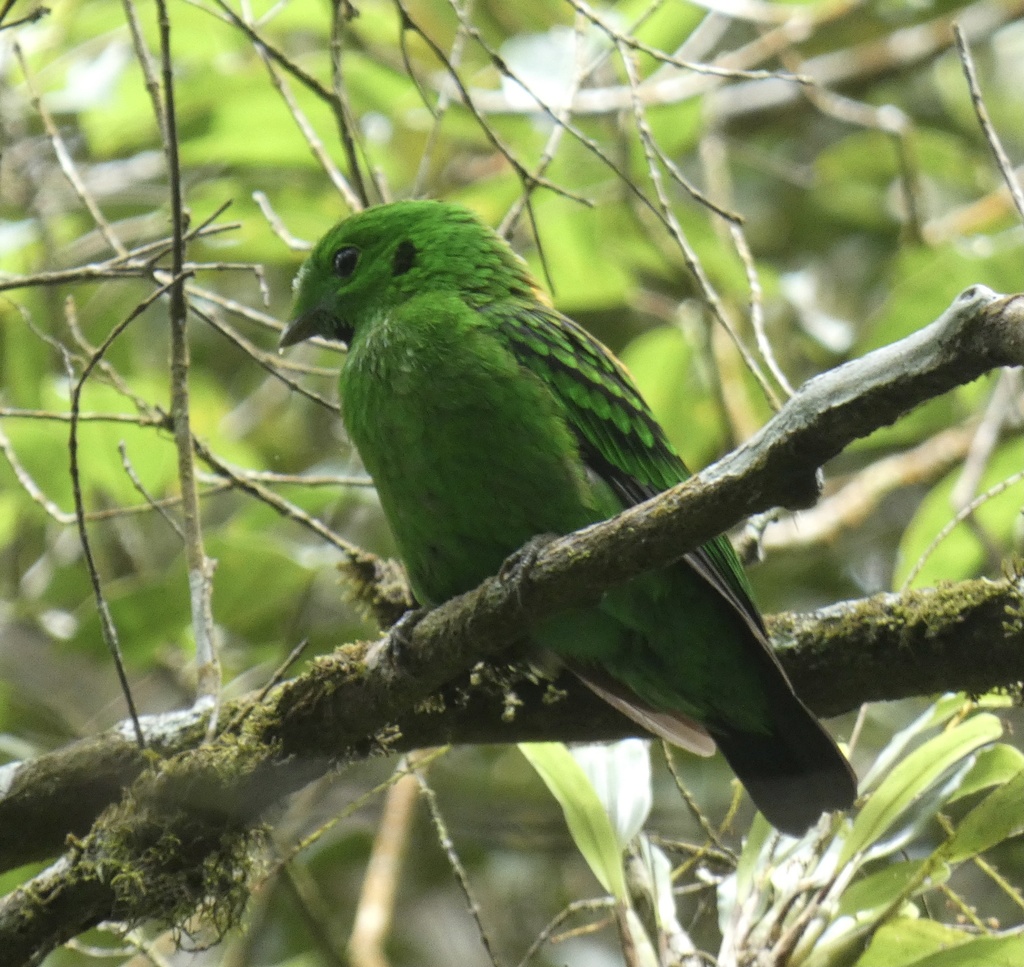 Whitehead’s Broadbill