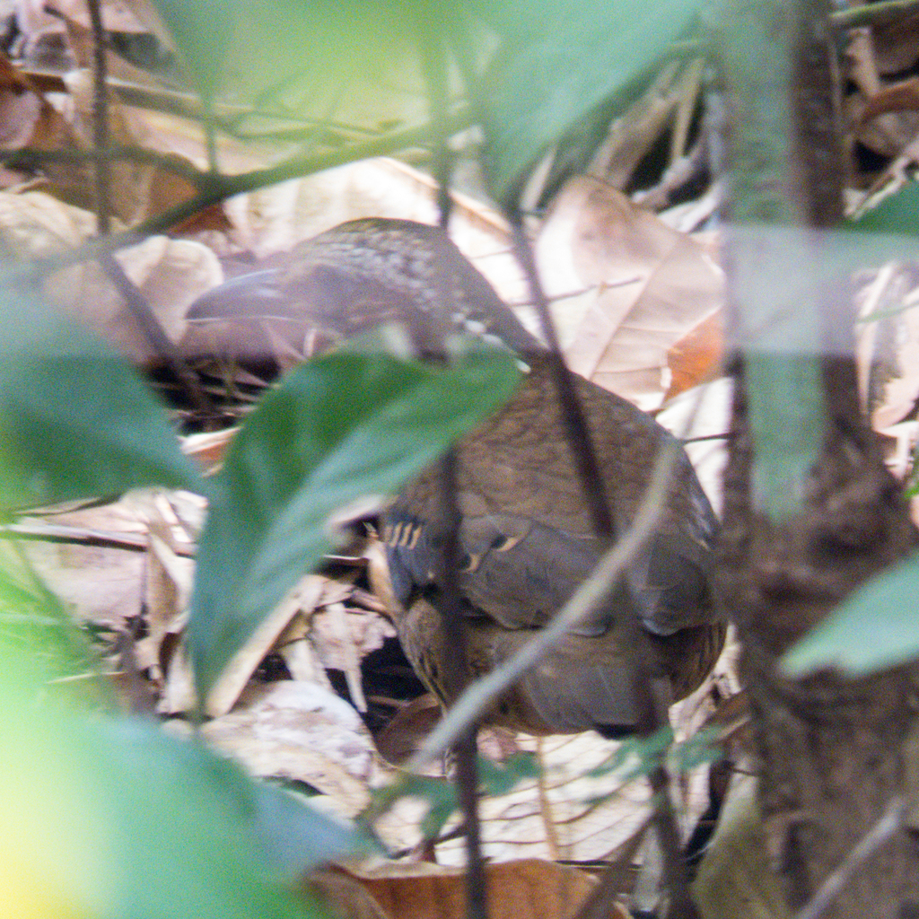 Eared Pitta