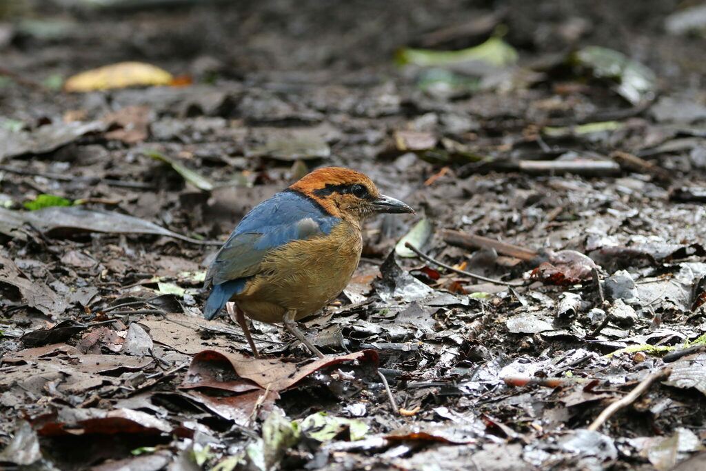 Schneider’s Pitta