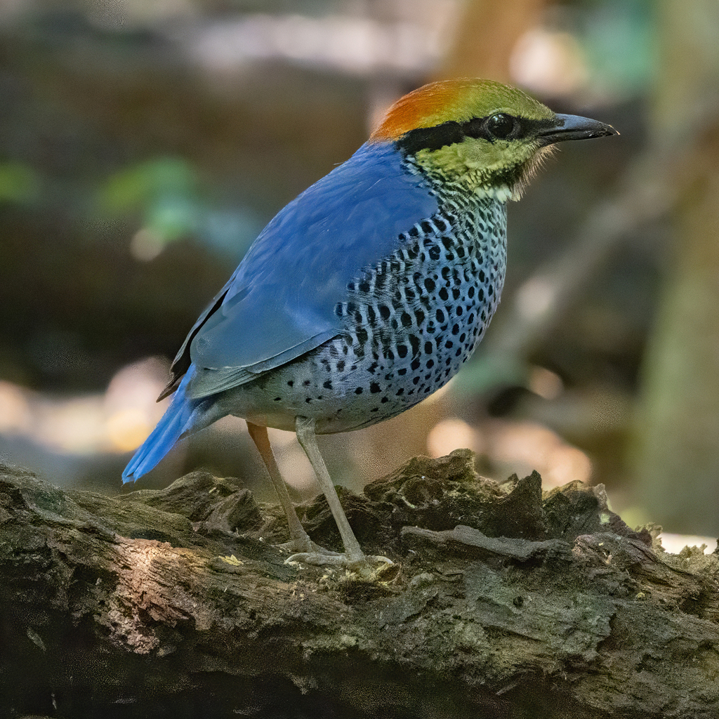 Blue Pitta
