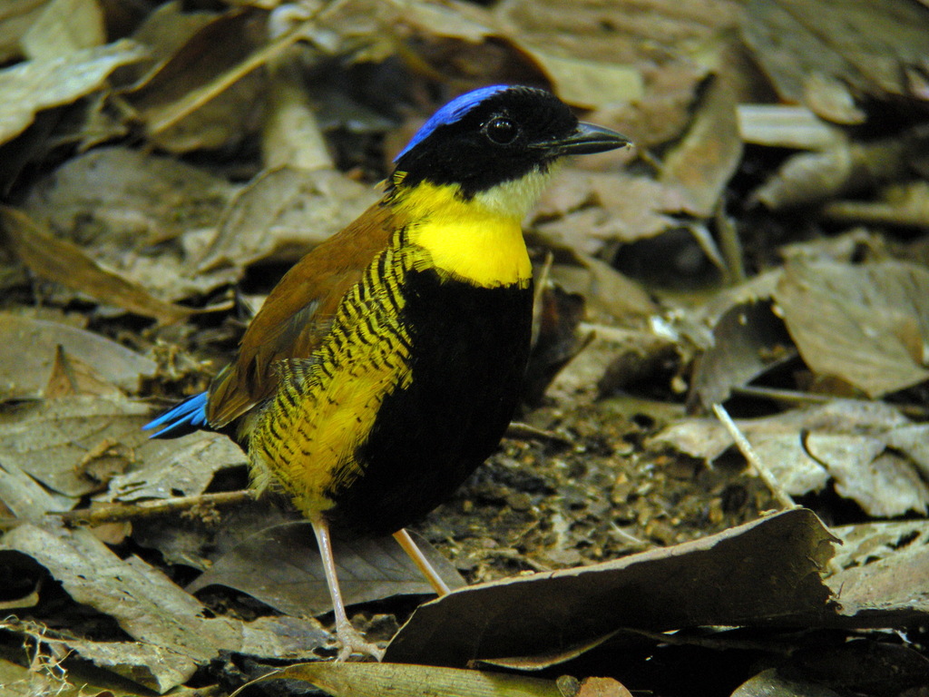Gurney's Pitta