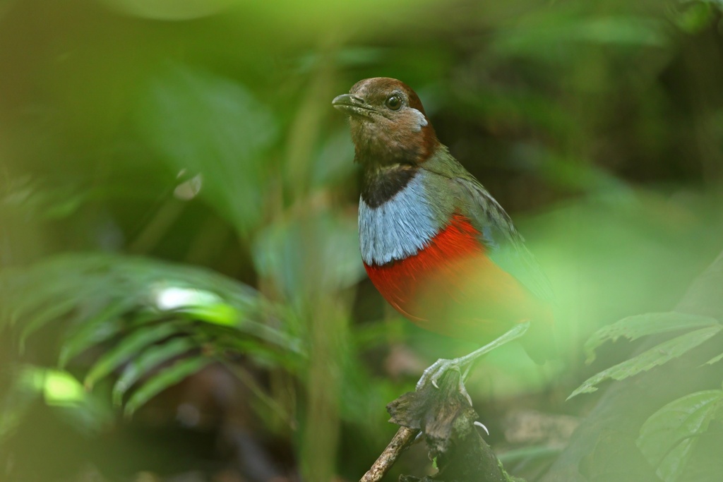 South Moluccan Pitta