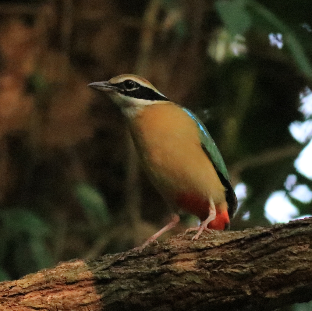 Indian Pitta