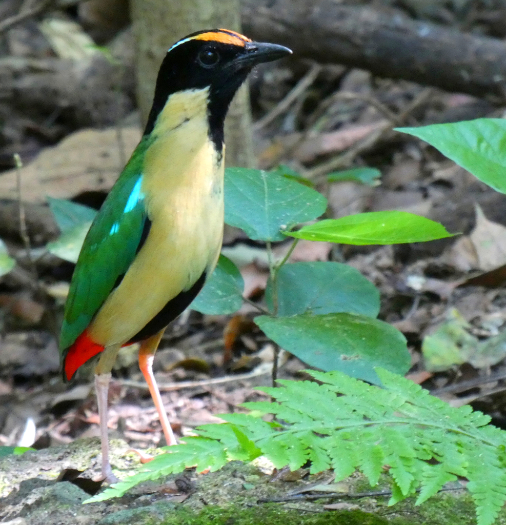 Ornate Pitta