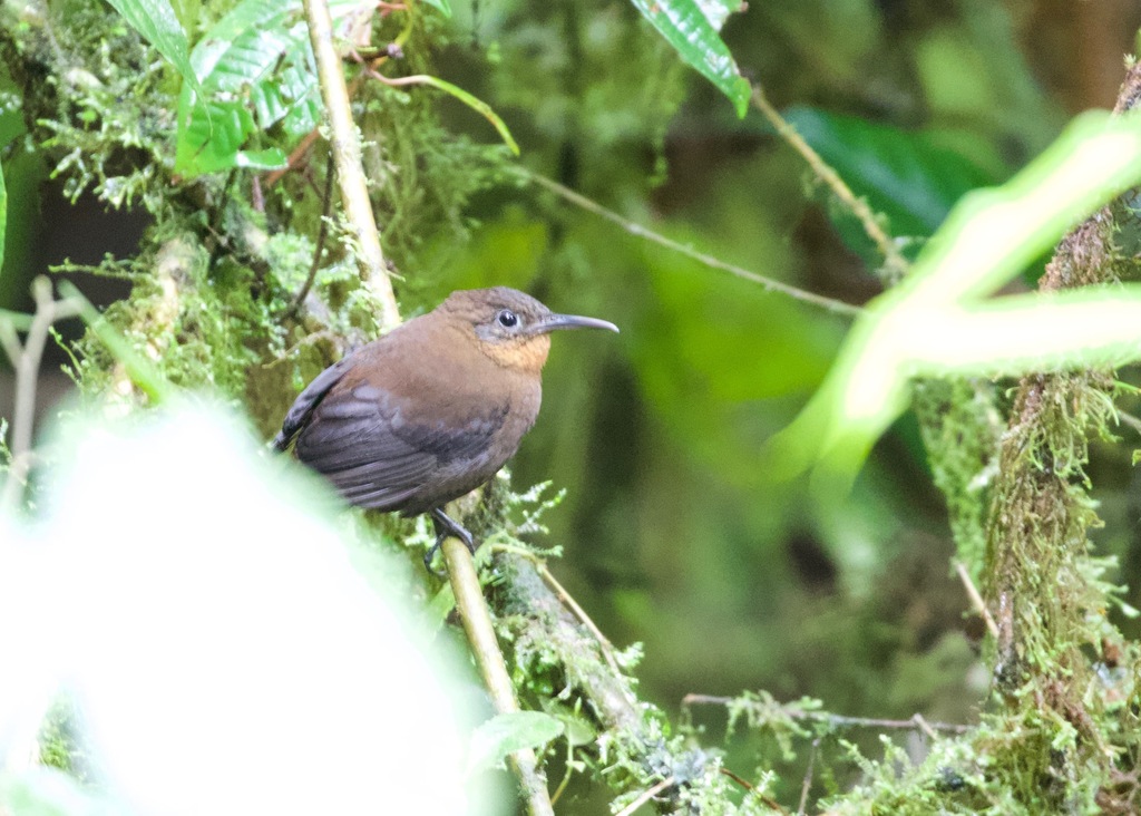 Dusky Leaftosser