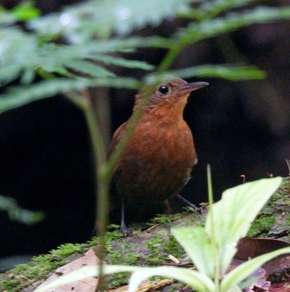 Short-billed Leaftosser