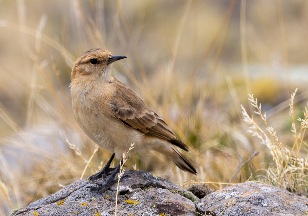 Dark-winged Miner