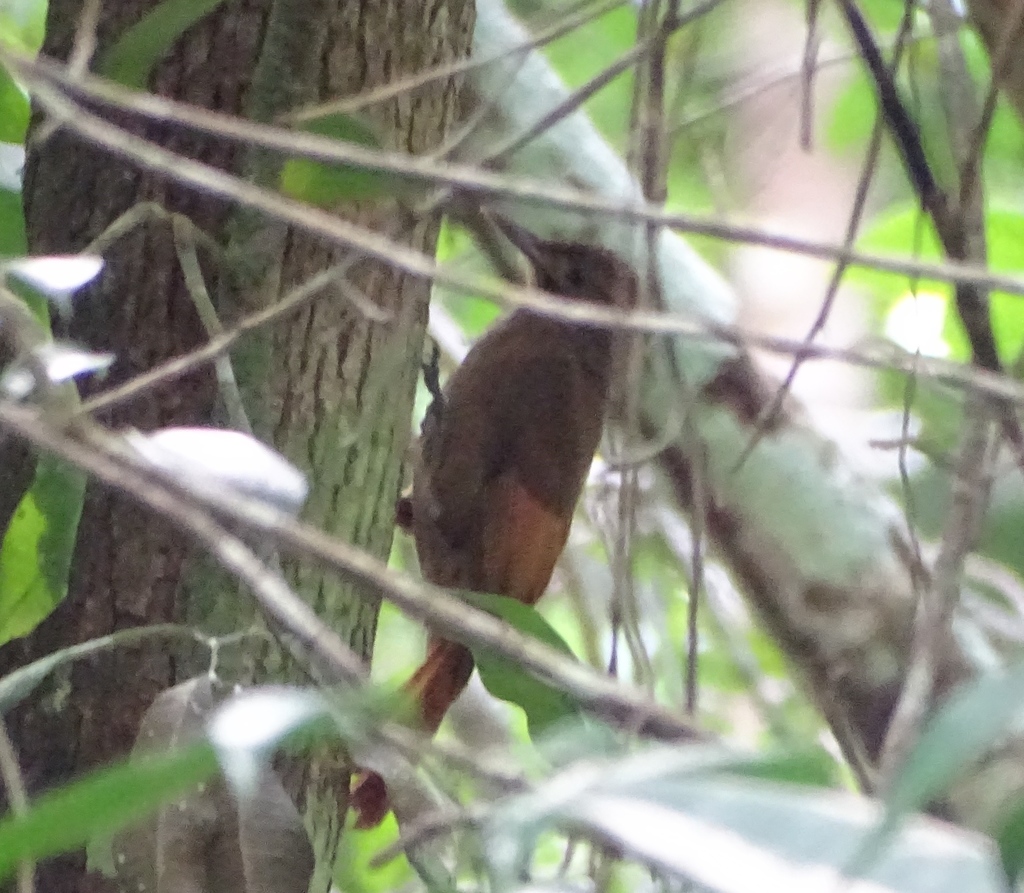 Tawny-winged Woodcreeper