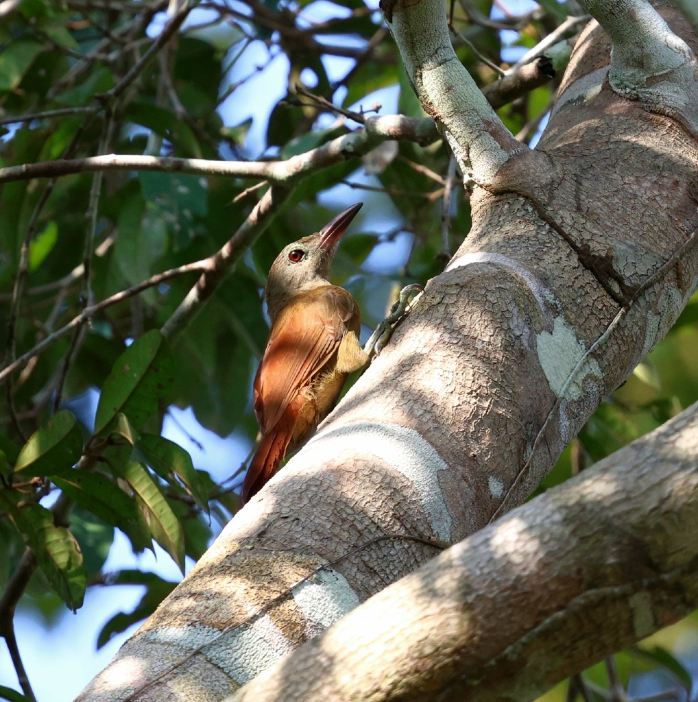 Uniform Woodcreeper