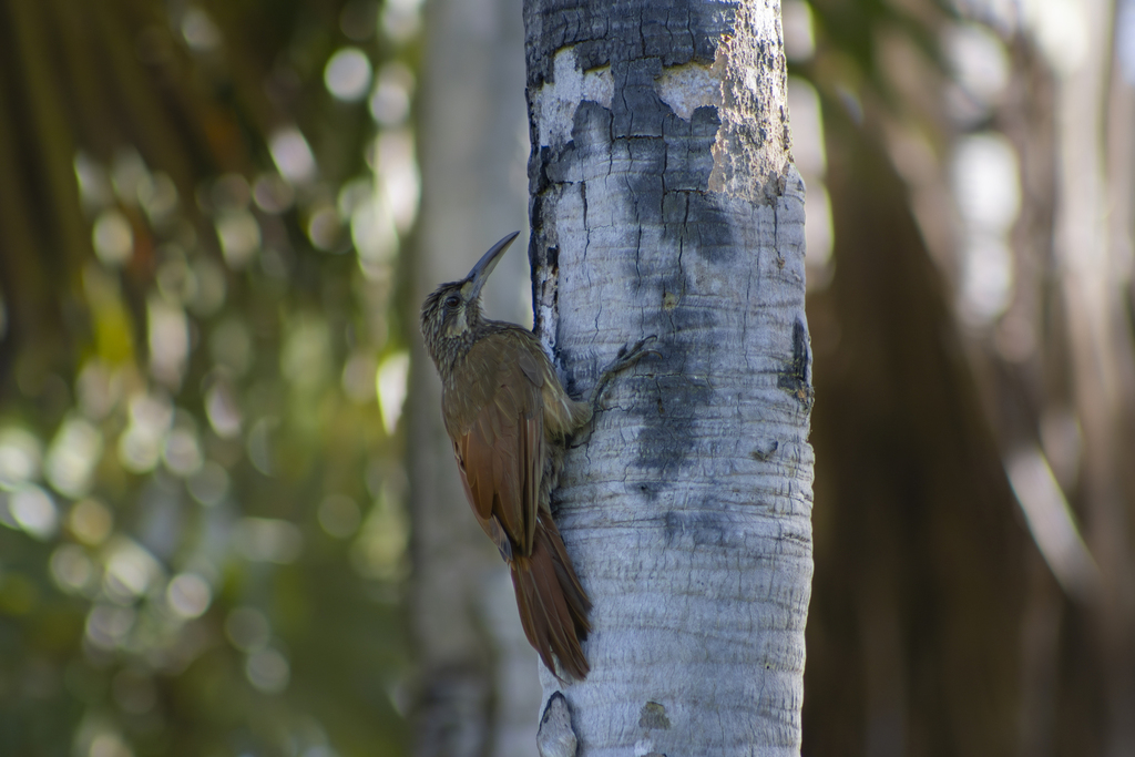 Moustached Woodcreeper