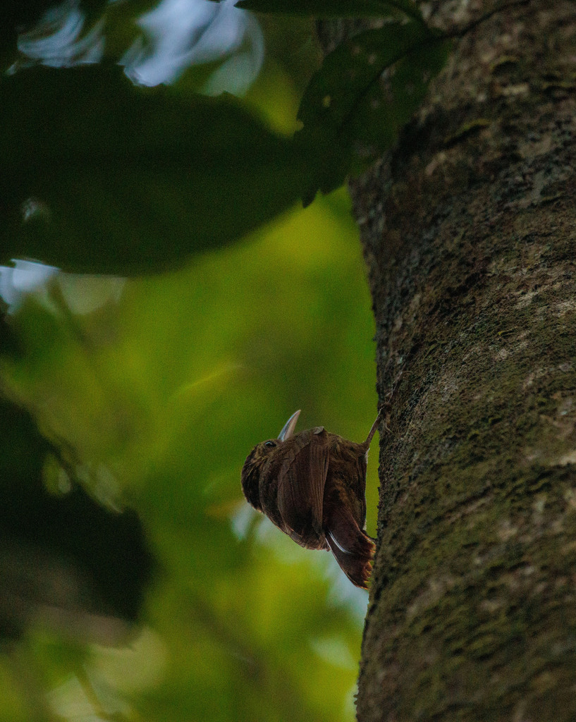 Ceara Woodcreeper