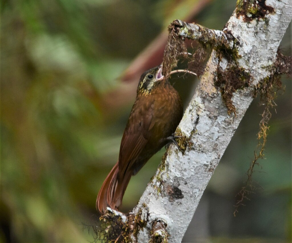 Greater Scythebill