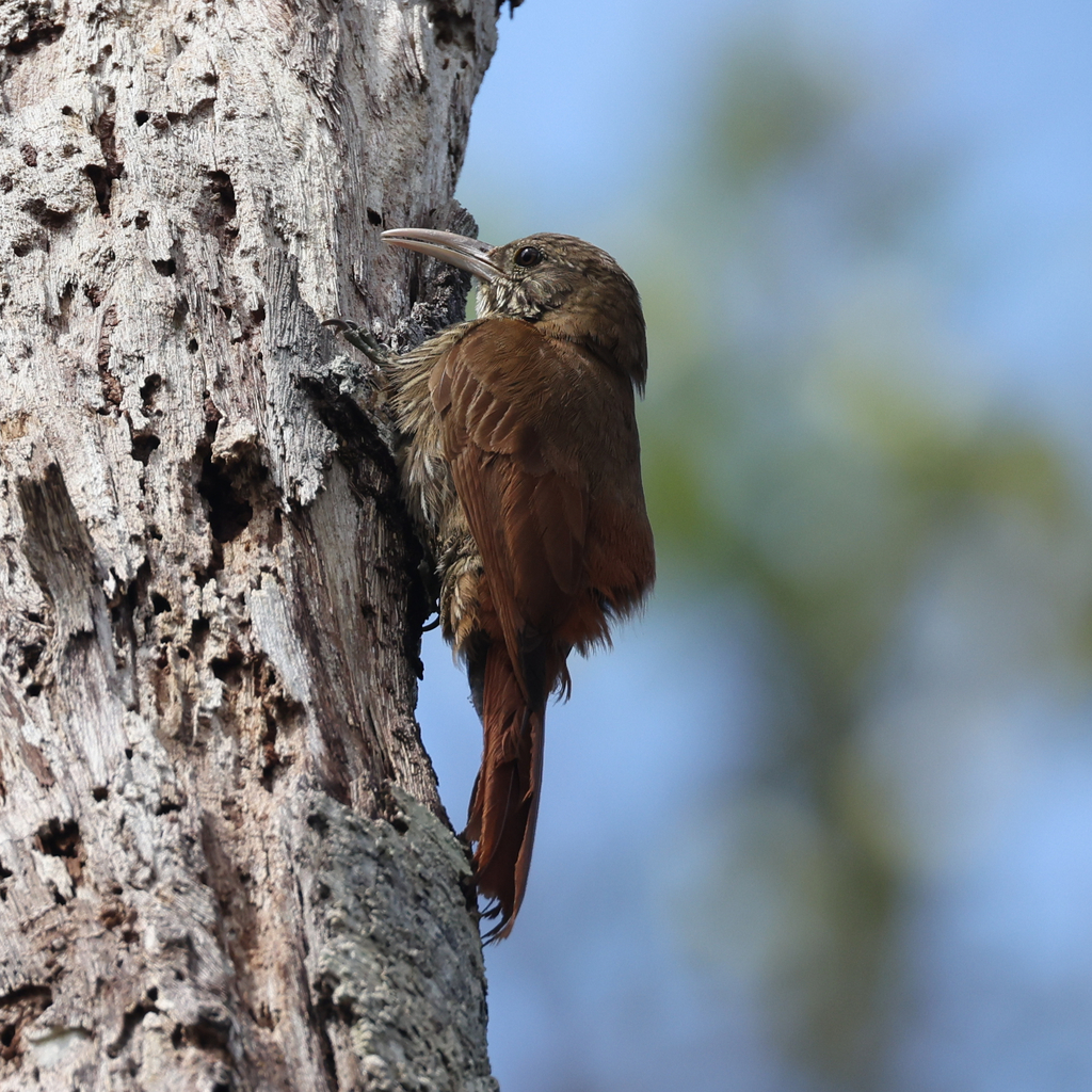 Duida Woodcreeper