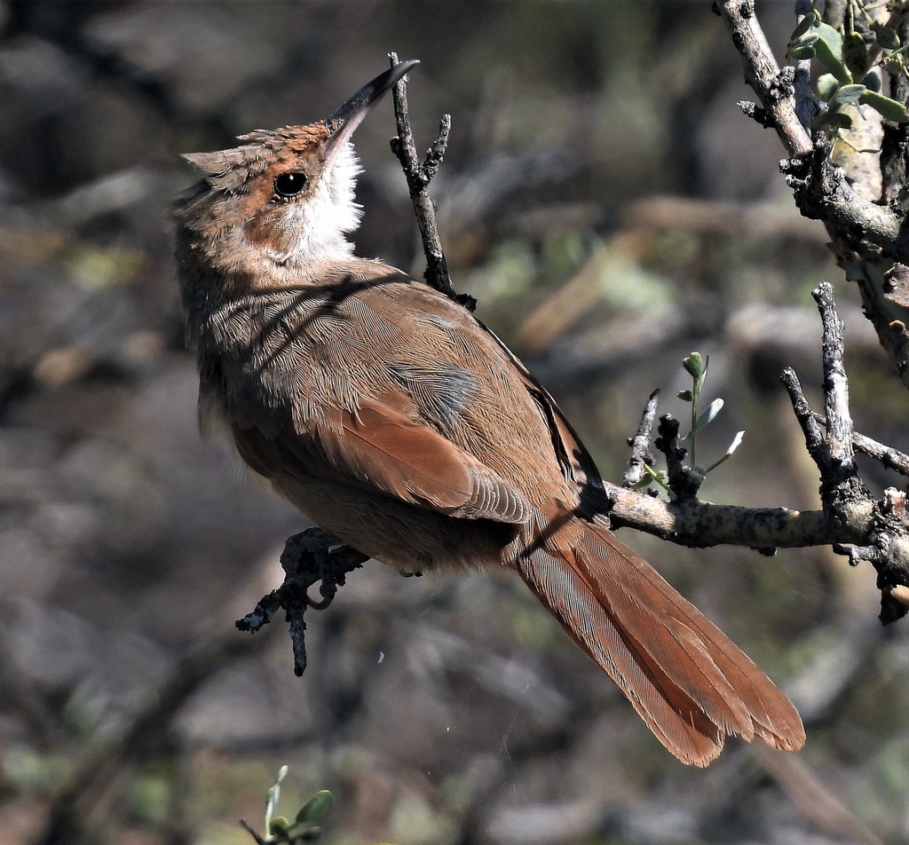Chaco Earthcreeper
