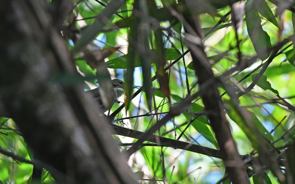 Bamboo Foliage-gleaner