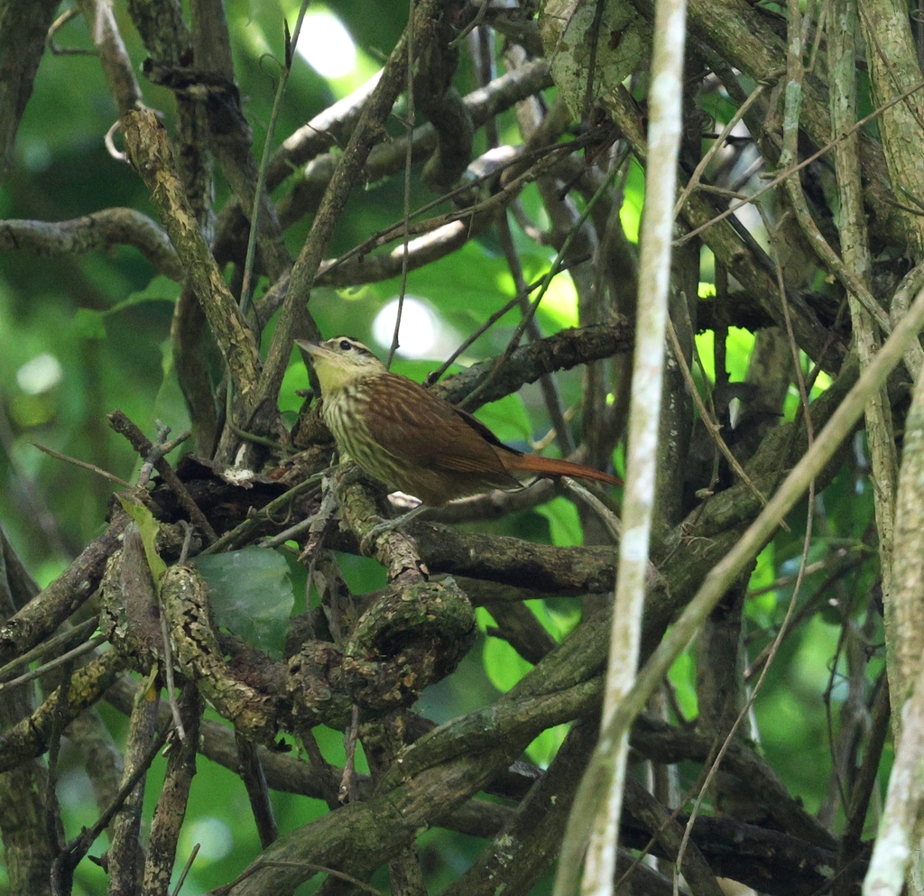 Pale-browed Treehunter