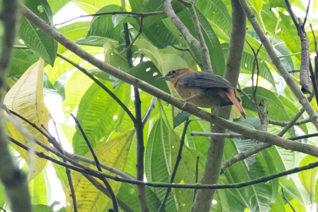 Slaty-winged Foliage-gleaner