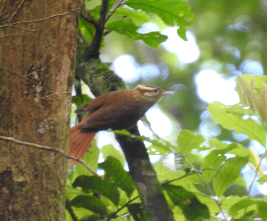 White-browed Foliage-gleaner