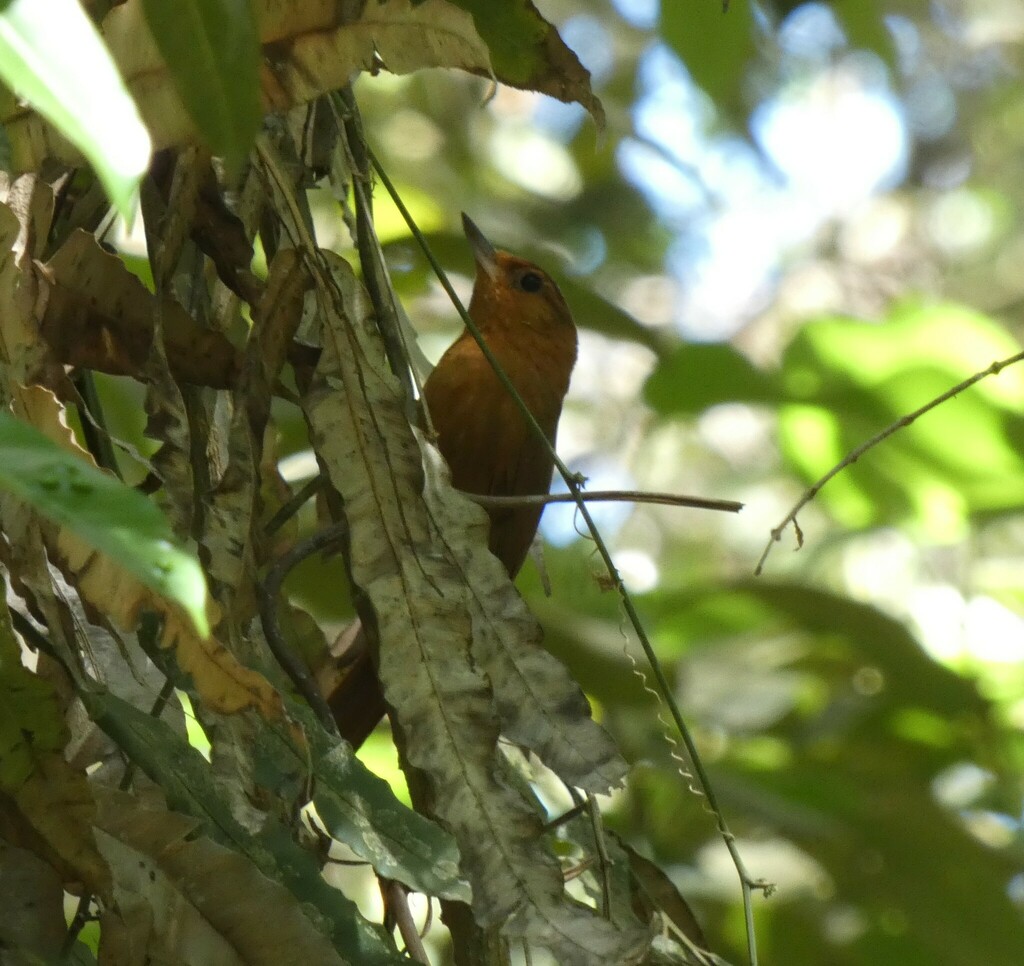 Planalto Foliage-gleaner