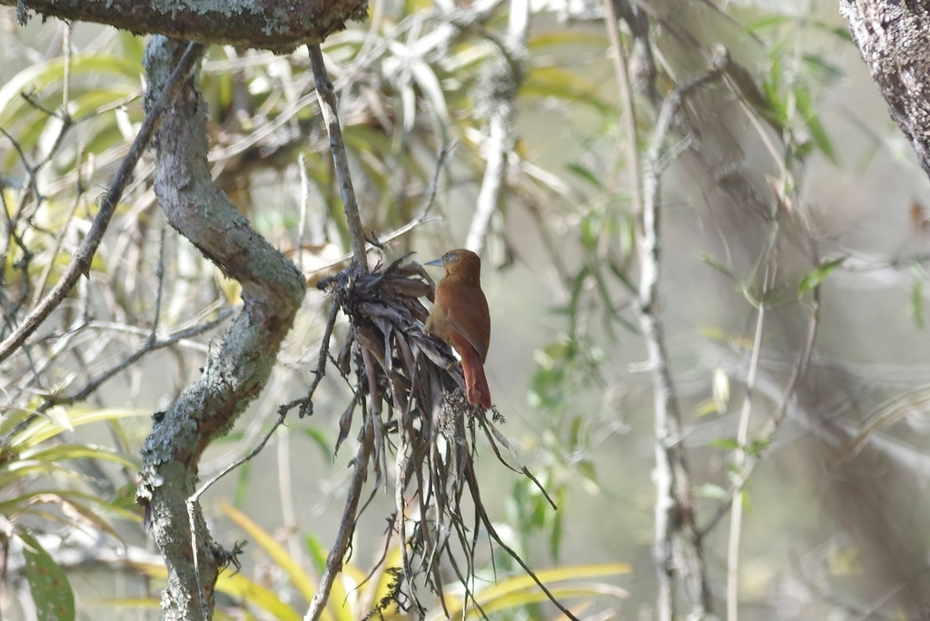 Rufous-necked Foliage-gleaner