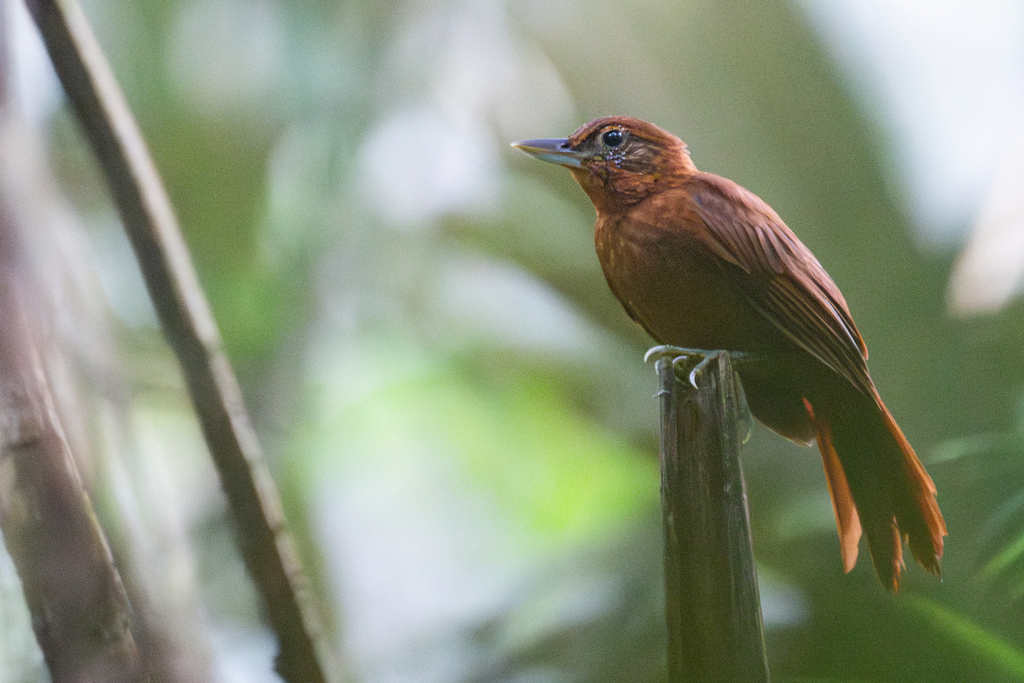 Peruvian Recurvebill