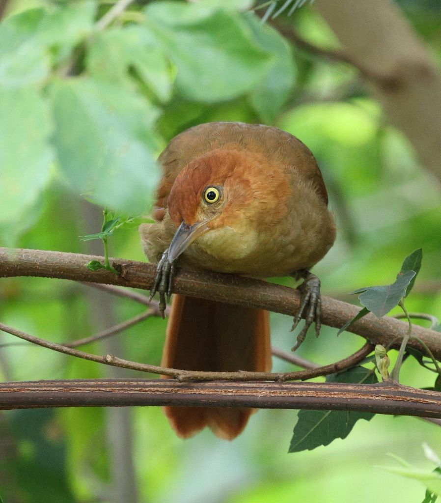 Henna-capped Foliage-gleaner