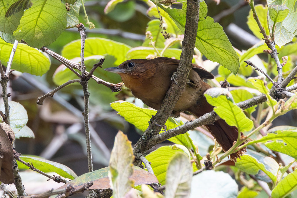 Ruddy Foliage-gleaner