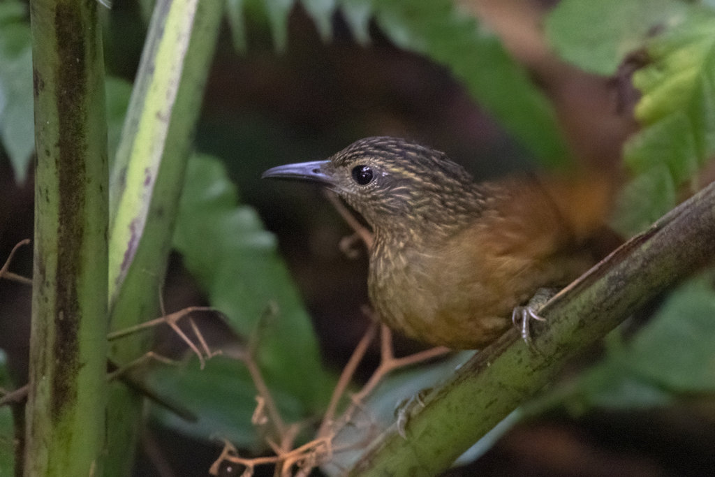 Black-billed Treehunter